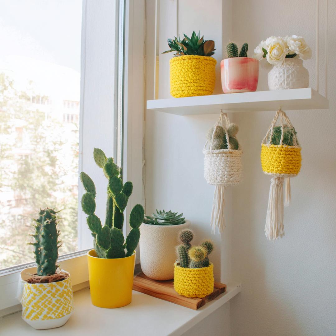 Cactussen In Gele Potten