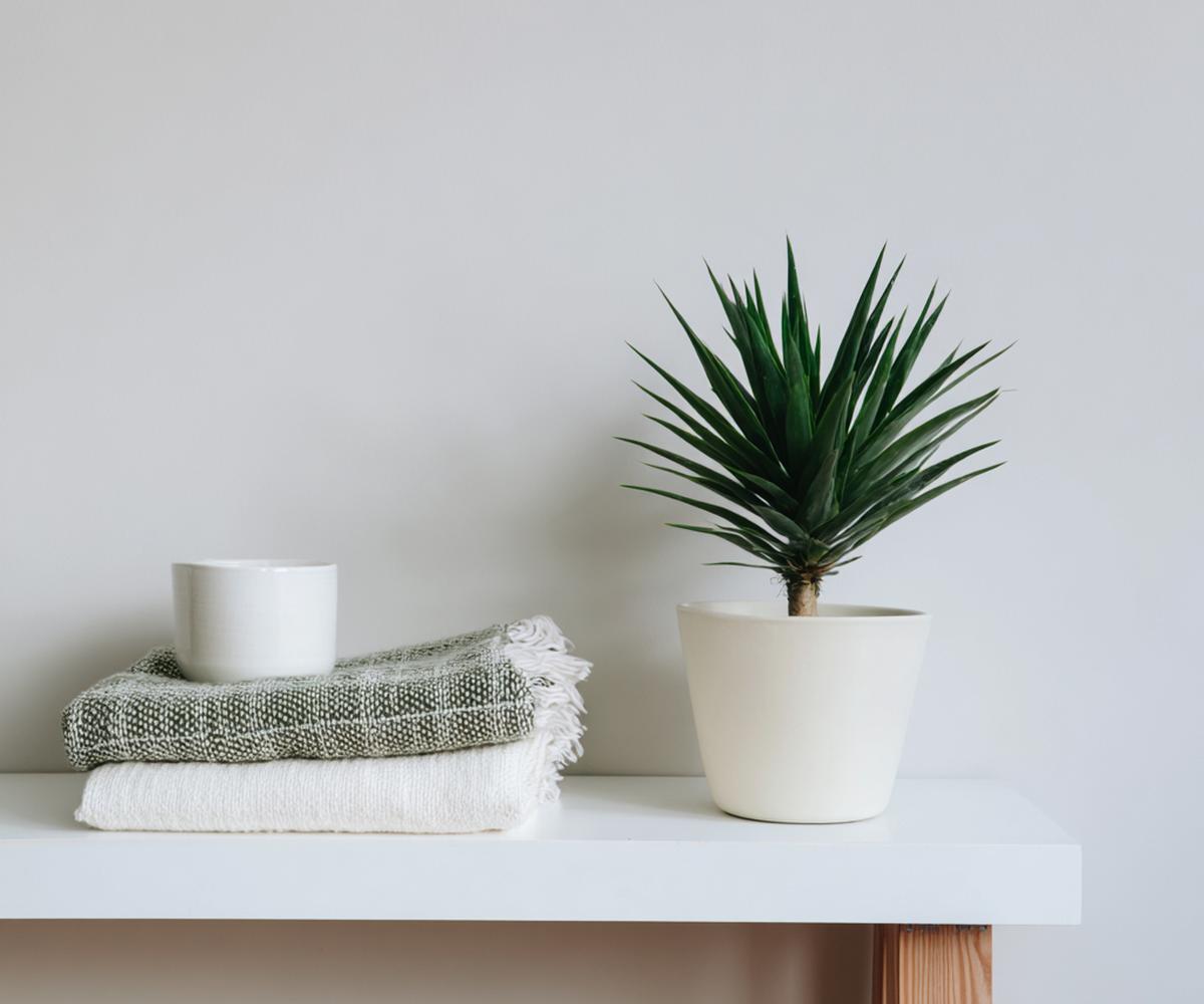 Plant Op Witte Plank